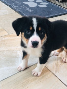 Bernese Mountain puppies