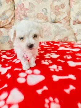 bichon frise puppies