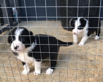 Border Collie puppies