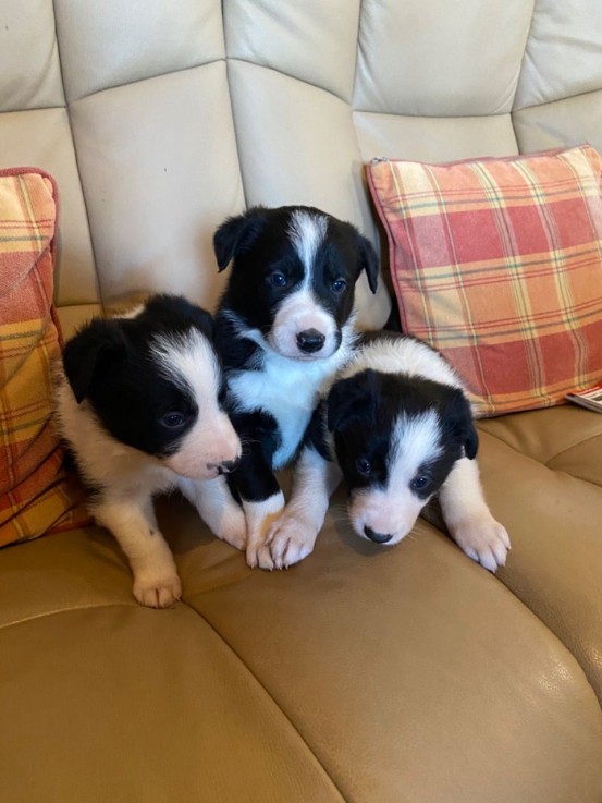 Border Collie puppies