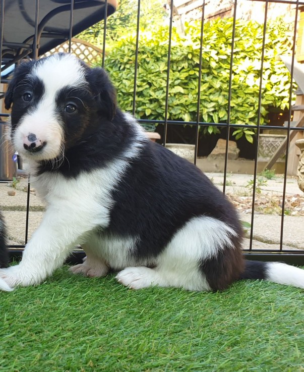 Border Collie puppies