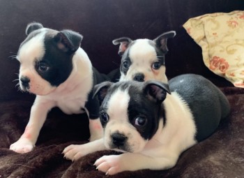 Boston Terrier Puppies