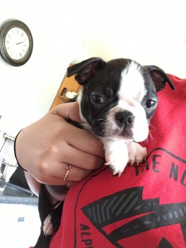 Boston Terrier Puppies