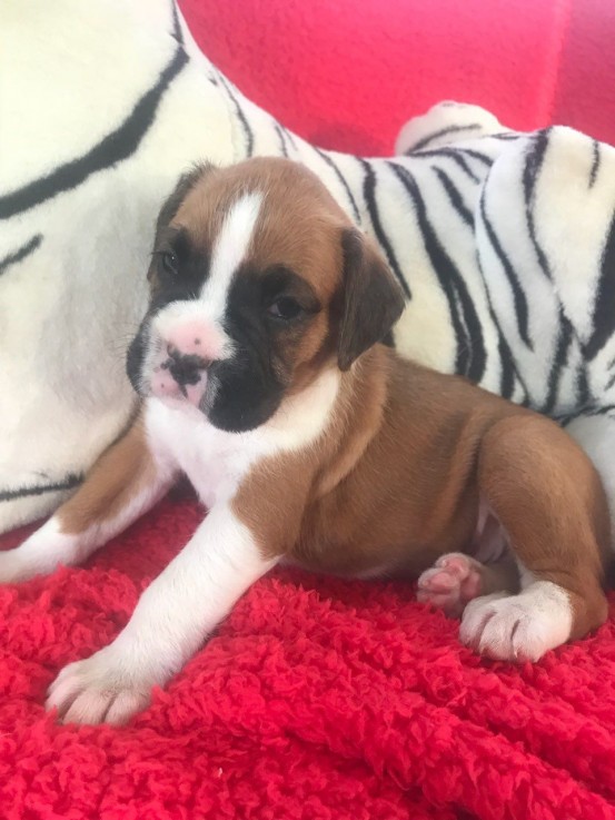  Boxer Puppies