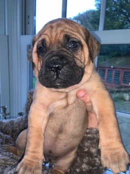 Cachorros bullmastiff