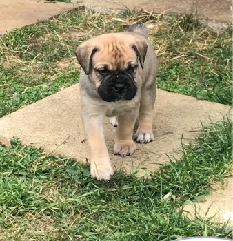 Cachorros bullmastiff