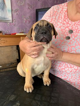 Cachorros bullmastiff