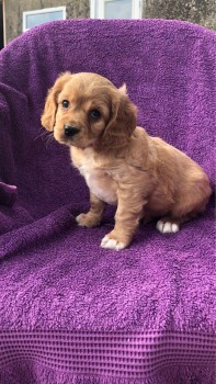 Cachorros Cavalier King Charles.