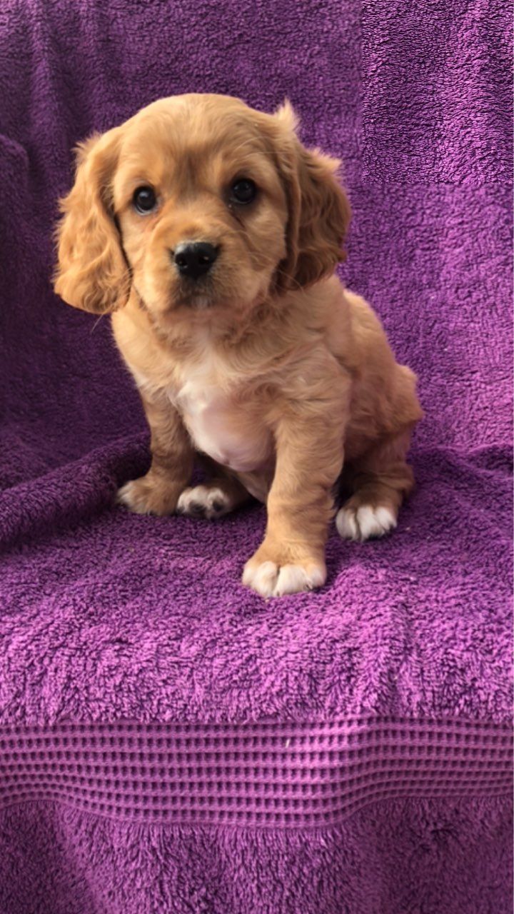 Cachorros Cavalier King Charles.