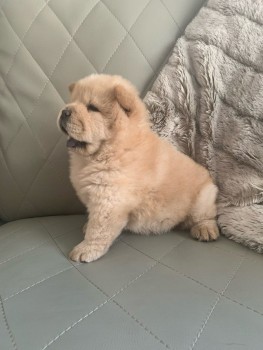 Chow chow Puppies