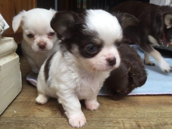 Chihuahua Puppies