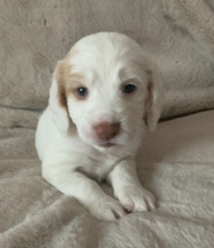 Cachorros cocker spaniel