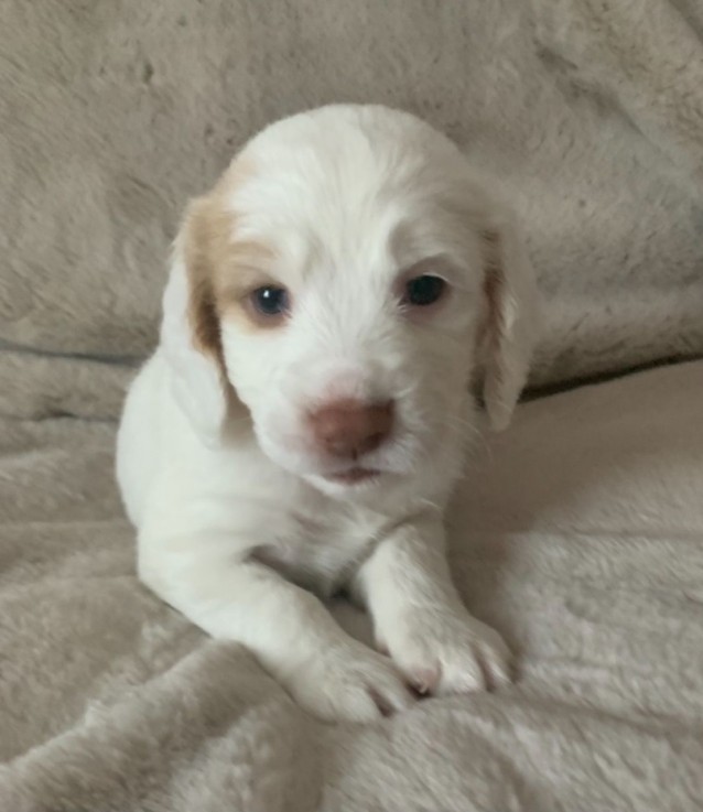 Cachorros cocker spaniel