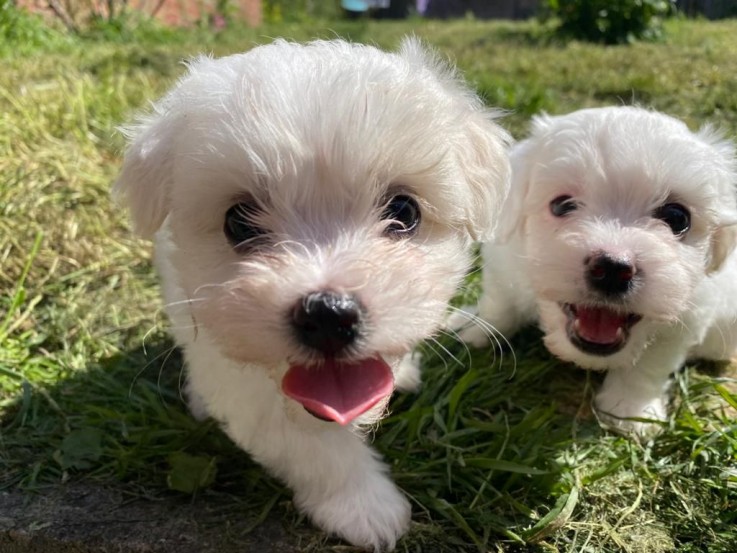 Coton de tulear puppies