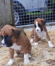 Boxer puppies for sale.