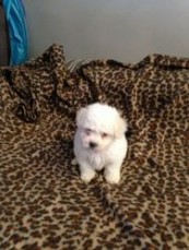  Male and female Bichon Frise Puppies av