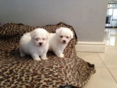  Male and female Bichon Frise Puppies av