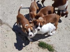  Male and female Boxer Puppies available