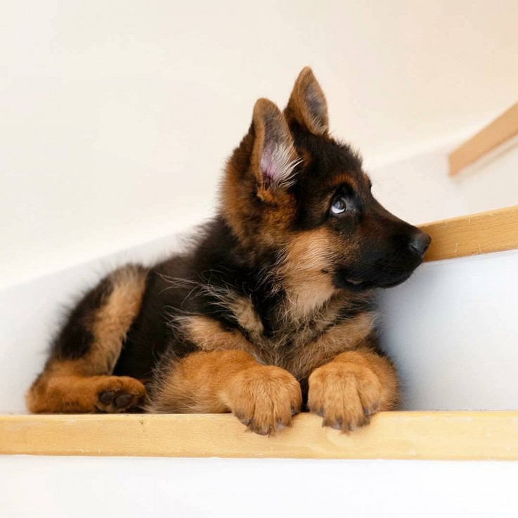 Male And Female German Shepherd Puppies 