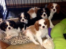 Cavalier King Charles Spaniel Puppies 