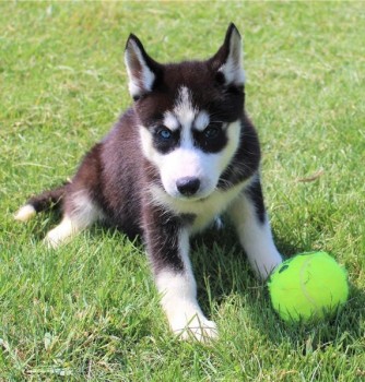 LOVELY SIBERIAN HUSKKY READY FOR ADOPTIO