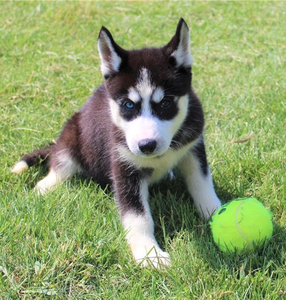 LOVELY SIBERIAN HUSKKY READY FOR ADOPTIO