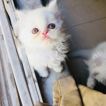 Lovely male and female Persian kittens r