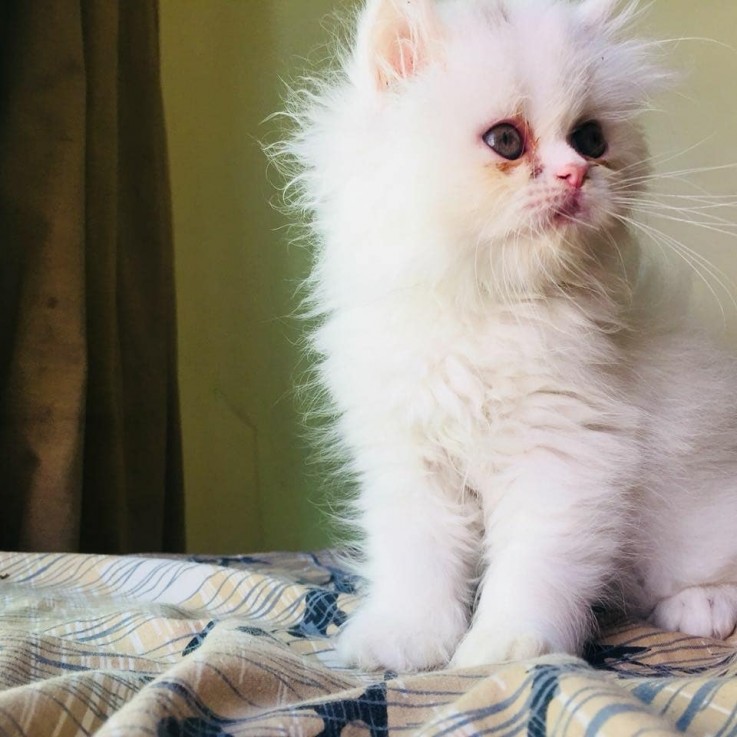 Lovely male and female Persian kittens r