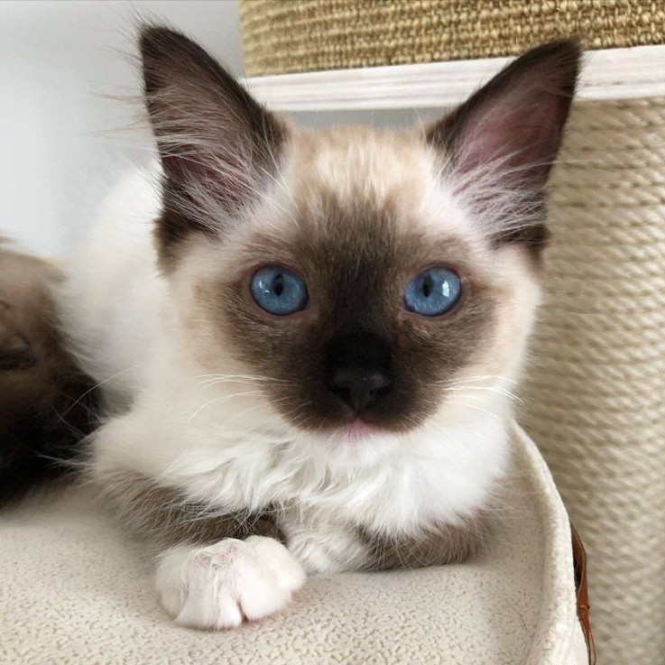 Beautiful Ragdoll Kittens Available for 