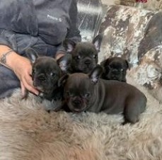 Blue French Bulldog Puppies 