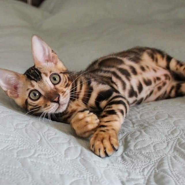 3 Beautiful male and females Bengal Kitt