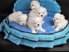 Maltese Puppies 