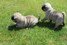 Pug Puppies 