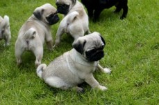 Pug Puppies 