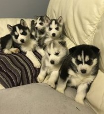 Siberian Husky Puppies 