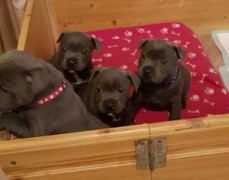 Staffordshire Bull Terrier Puppies 