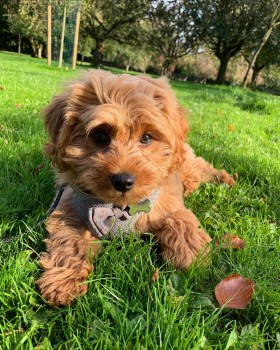 loving cavapoochon ready for adoption.