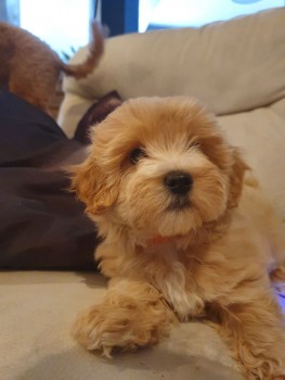 LOVELY MALTIPOO READY FOR ADOPTION.