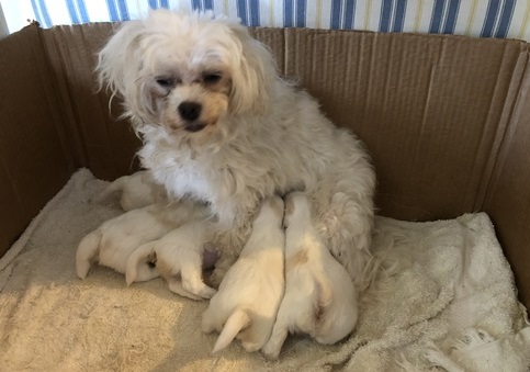 Purebred Maltese Puppies!!