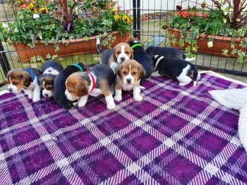 Beagle puppies 