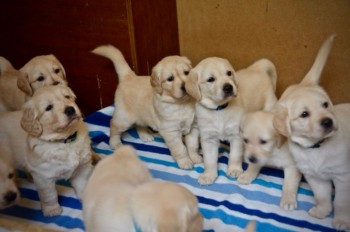 Golden Retriever puppies 