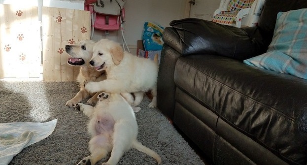 Golden Retriever puppies 