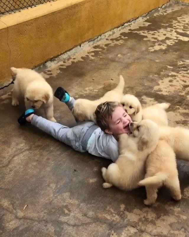 Golden Retriever puppies 