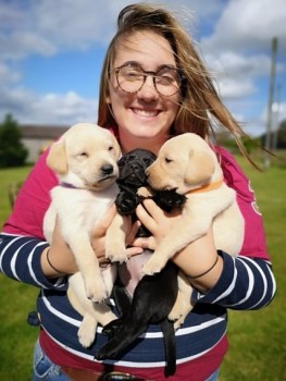 Labrador puppies 