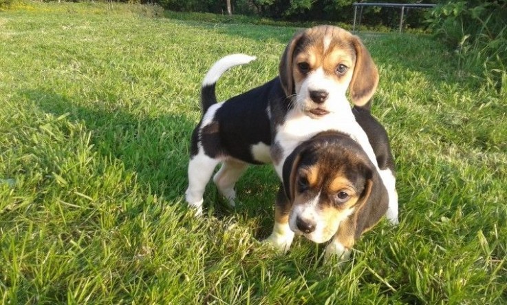 Beagle puppies for sale.