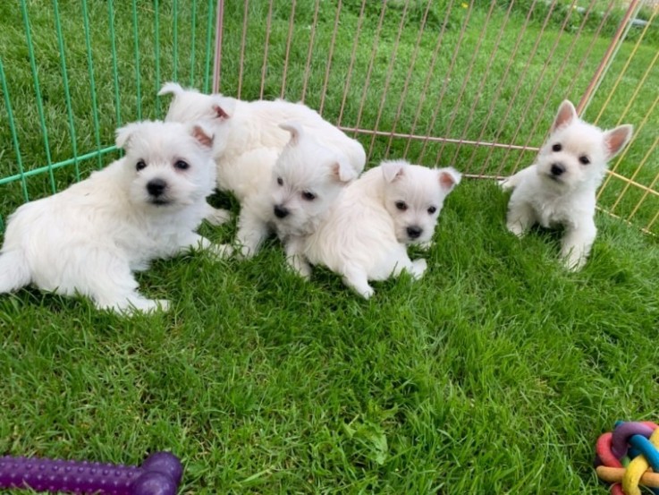 West Highland Terrier puppies for sale.