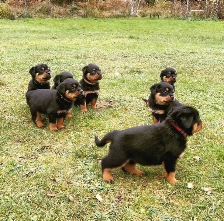 Rottweiler puppies for sale.