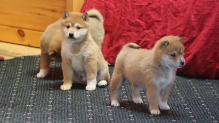 Shiba Inu puppies  