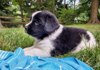 Newfoundland Puppies Ready Soon!!