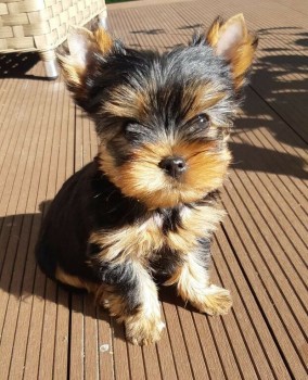 BEAUTIFULL YORKSHIRE TERRIER READY FOR A